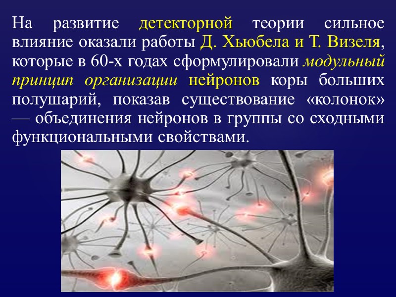 На развитие детекторной теории сильное влияние оказали работы Д. Хьюбела и Т. Визеля, которые